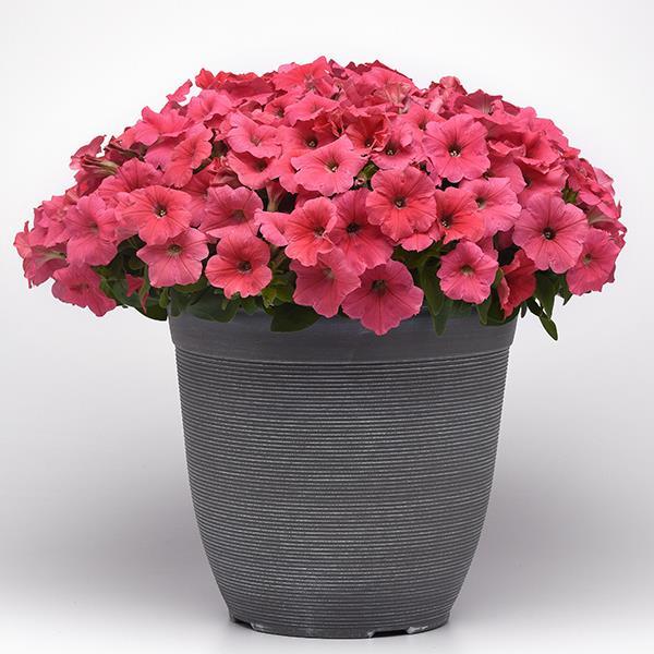 E3 Easy Wave® Coral Container 1