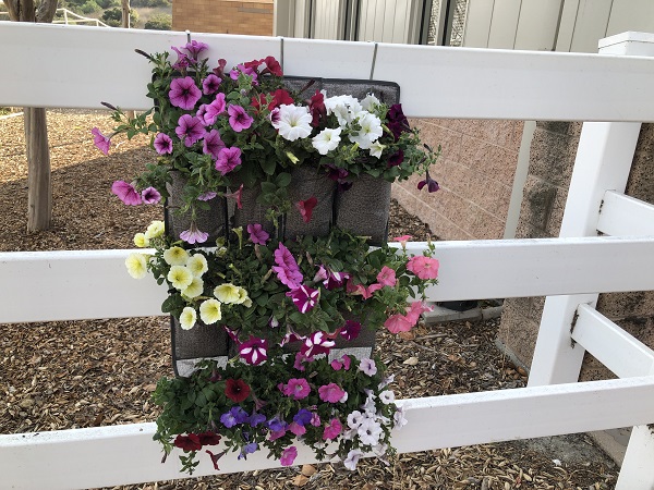 How to Plant a Flower Garden with Wave Petunias