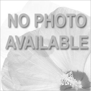 Cool Wave® Sunshine 'N Wine Bloom