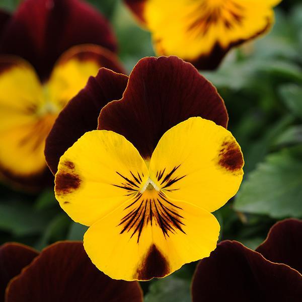 Cool Wave® Sunshine 'N Wine Bloom