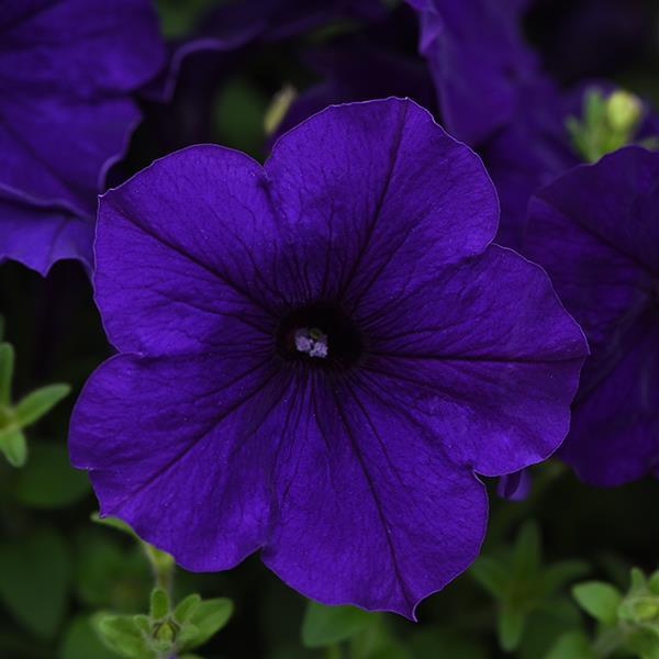 E3 Easy Wave® Blue Bloom