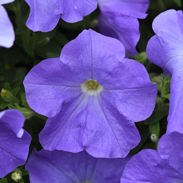 E3 Easy Wave® Sky Blue Bloom