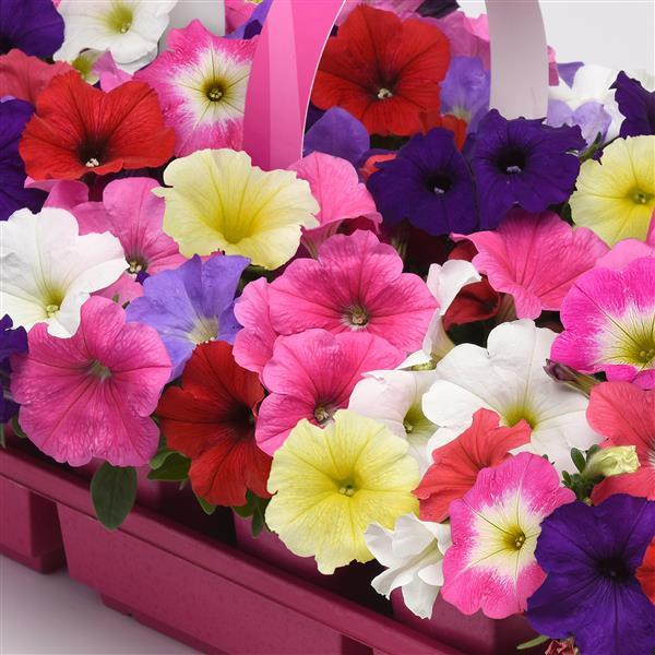 New Wave® Formula Mixture Improved Bloom