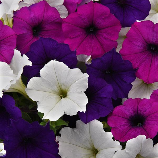 Easy Wave® Great Lakes Mixture Bloom