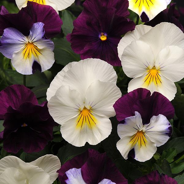 Cool Wave® Berries 'N Cream Mixture Bloom