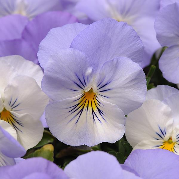 Cool Wave® Frost Bloom