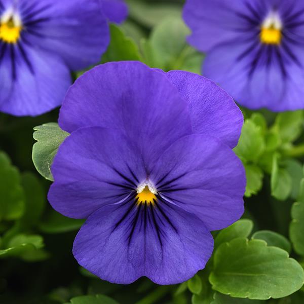 Cool Wave® Blue Bloom