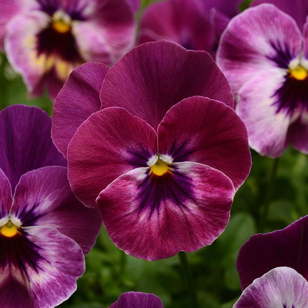 Cool Wave® Raspberry Bloom