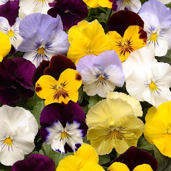 Cool Wave® Mixture Bloom