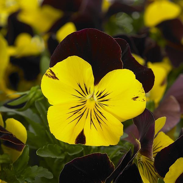 Cool Wave® Red Wing Bloom