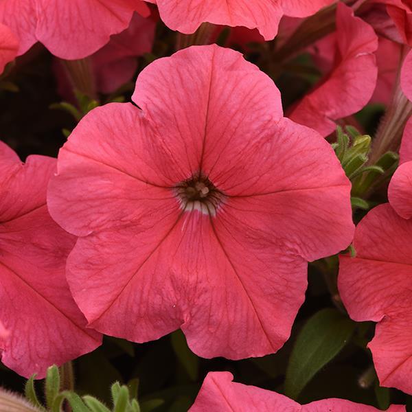 E3 Easy Wave® Coral Bloom