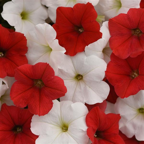 E3 Easy Wave® Peppermint Mixture Bloom