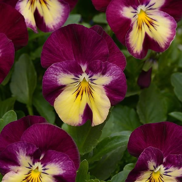 Cool Wave® Raspberry Swirl Bloom