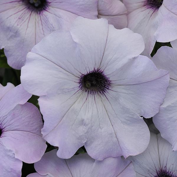 Easy Wave® Silver Bloom