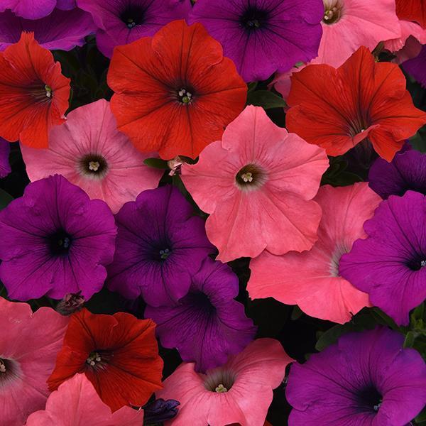 Easy Wave® South Beach Mixture Bloom