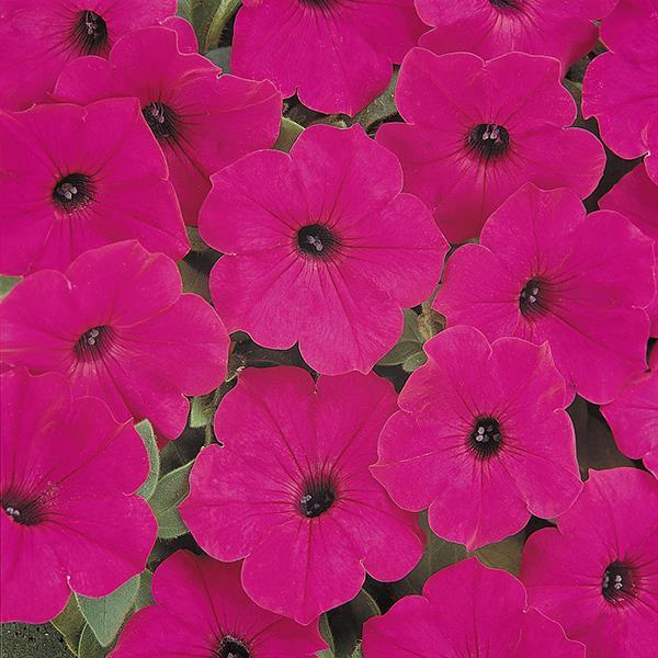 Tidal Wave® Purple Bloom