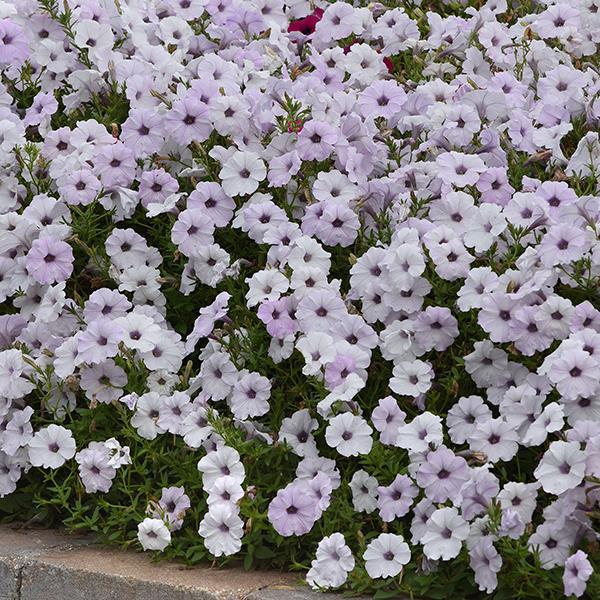 Tidal Wave® Silver Bloom