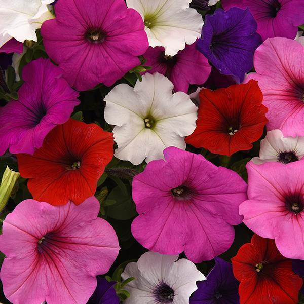 Easy Wave® Formula Mixture Bloom