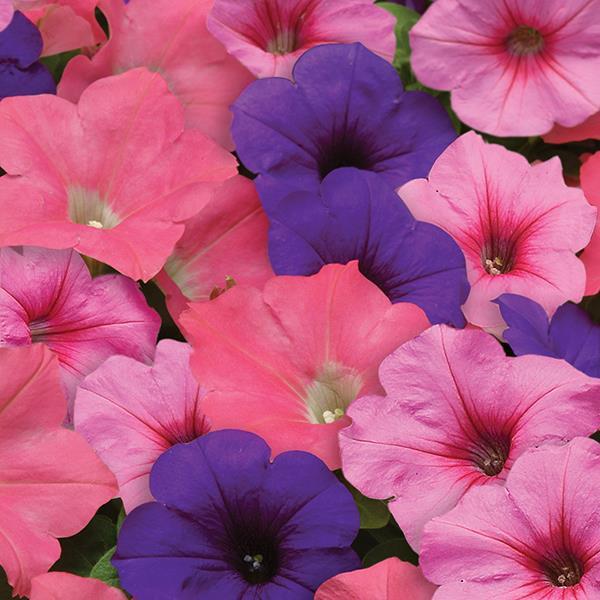 Easy Wave® Beachcomber Mixture Bloom