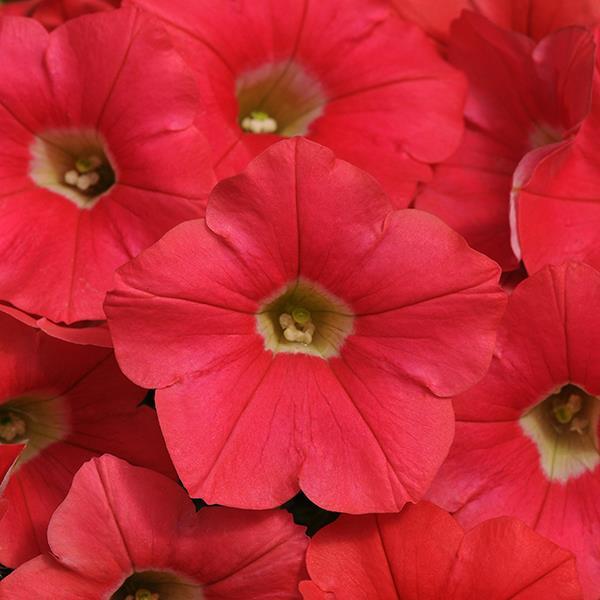 Shock Wave® Coral Crush Bloom