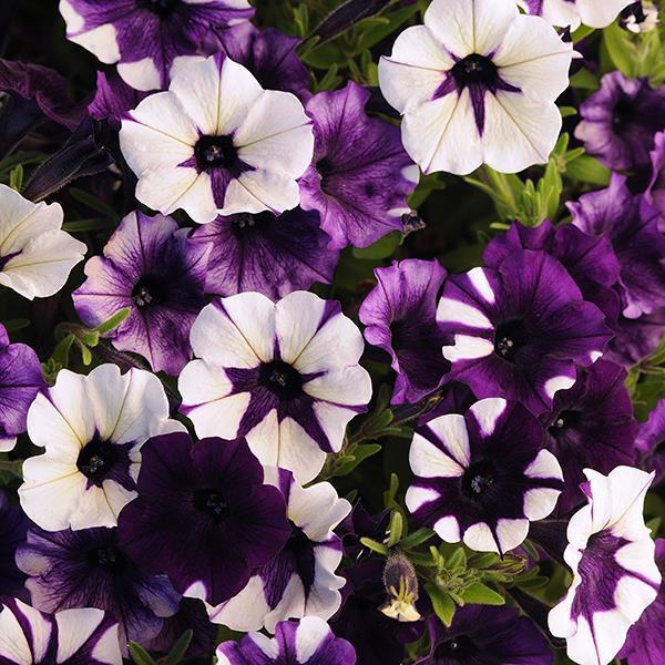 Shock Wave® Purple Tie Dye Bloom