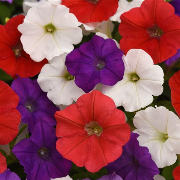 Shock Wave® Volt Mixture Improved Bloom