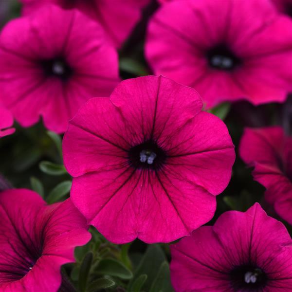 Shock Wave® Deep Purple Improved Bloom