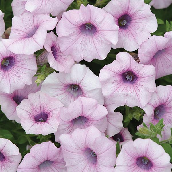 Shock Wave® Pink Vein Bloom