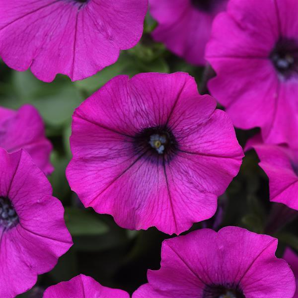 Shock Wave® Violet Bloom