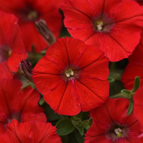 Shock Wave® Red Improved Bloom