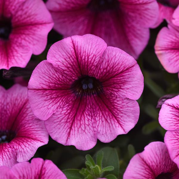 Shock Wave® Rose Vein Bloom