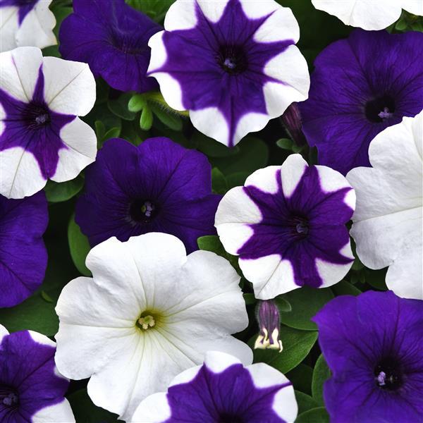 New Wave® Déjà Vu Mixture Bloom