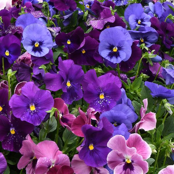 Top Wave™ Elevation Mixture Bloom