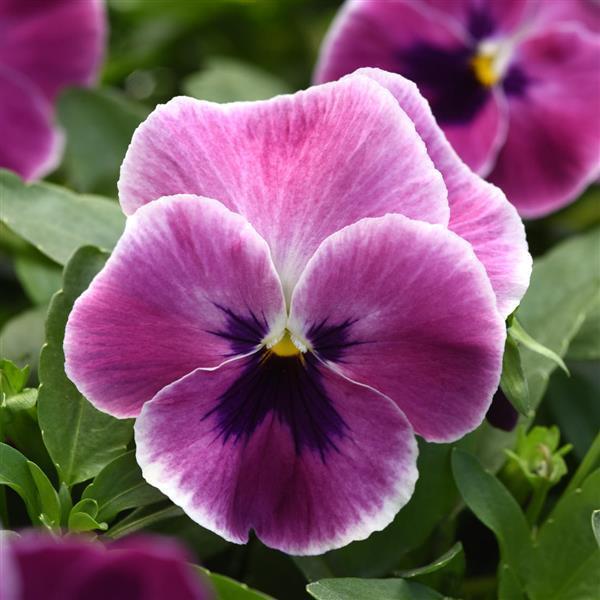 Top Wave™ Pink Shades Bloom