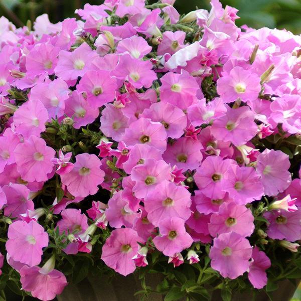 Shock Wave® Pink Shades Bloom