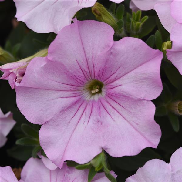 Easy Wave® Pink Pearl Bloom
