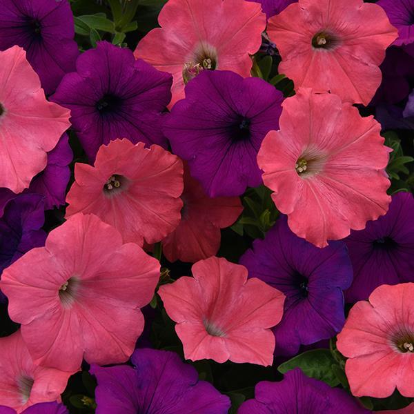 Easy Wave® Opposites Attract Mixture Bloom