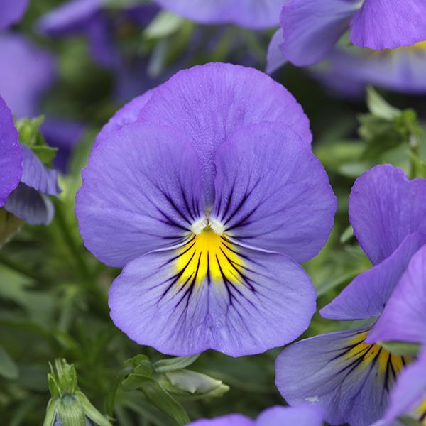 Cool Wave® Blue Skies Bloom