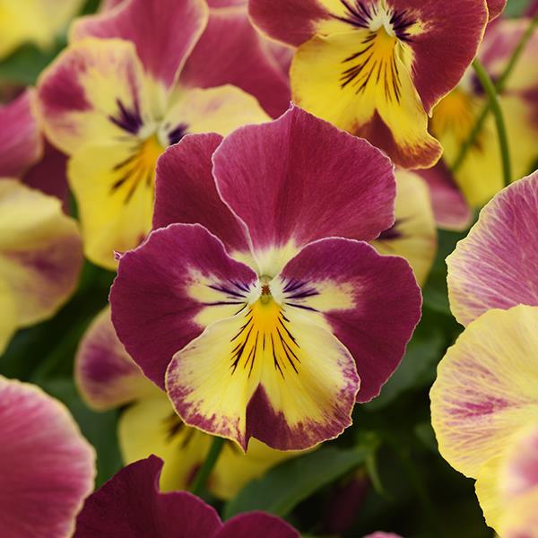 Cool Wave® Strawberry Swirl Bloom