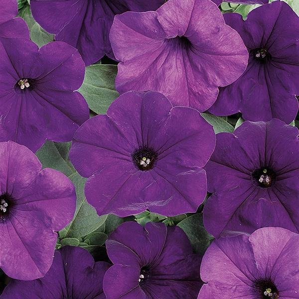 Easy Wave® Blue Bloom