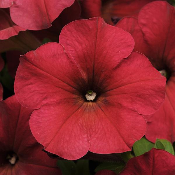 Easy Wave® Berry Velour Bloom