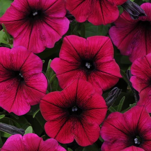 Shock Wave® Deep Purple Bloom