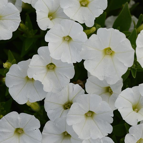 Shock Wave® White Bloom