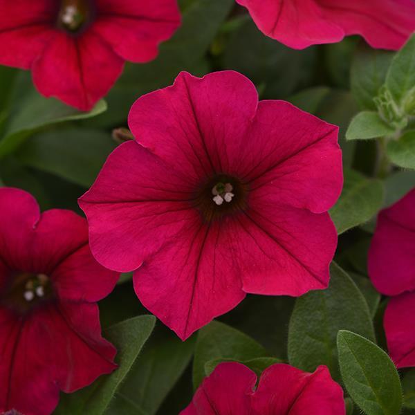Wave® Carmine Velour Bloom