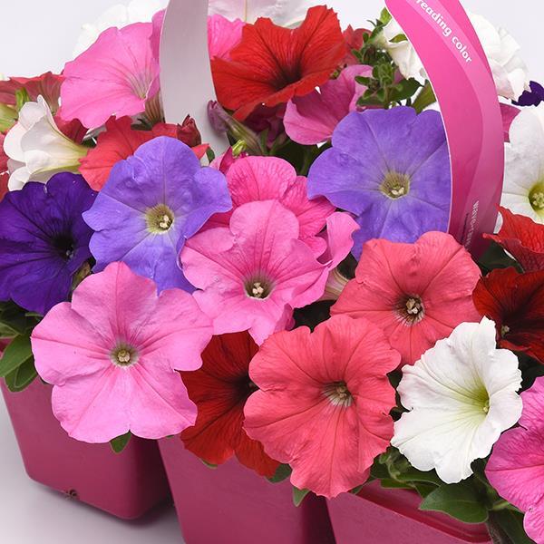 E3 Easy Wave® Formula Mixture Bloom