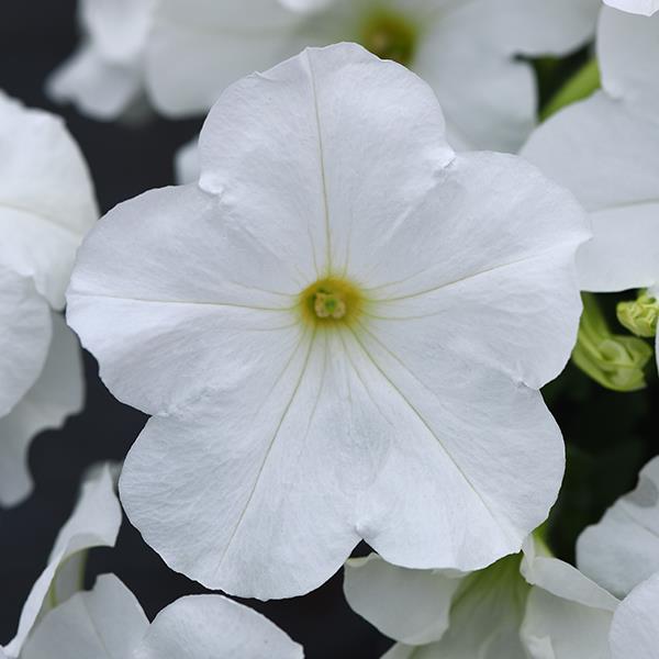 New Wave® White Bloom