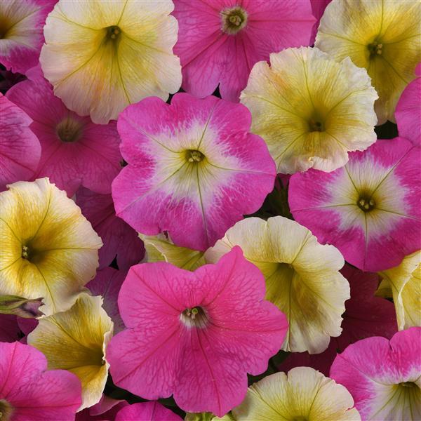 New Wave® Sweet Taffy Mixture Bloom