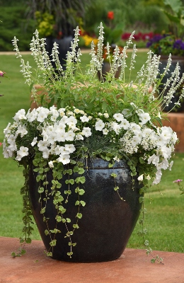A large flower combo featuring New Wave White Petunias in a large decorative pot