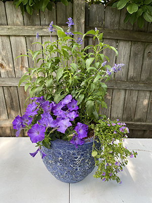 New Wave Lavender Sky Blue with bacopa and salvia in a decorative purple blue planter..
