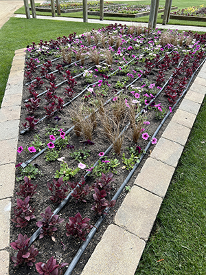 Petunias in the landscape with irrigation